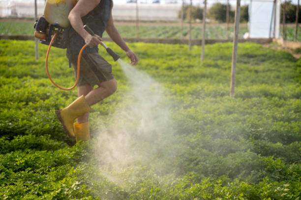 Wasp Removal Services in Pontiac, IL