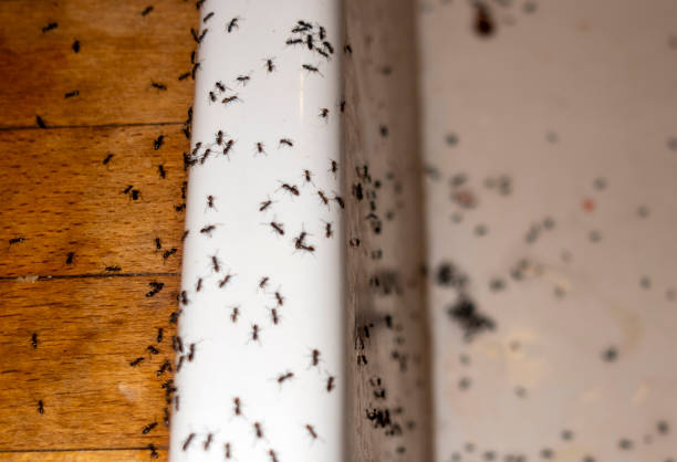 Reliable Pontiac, IL Pest Control Solutions